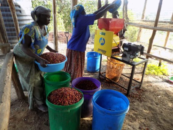 West Nile Region Coffee Value Chain - AFCE Uganda and OXFAM NOVIB in Nebbi - Zombo - Arua - Agency for Community Empowerment