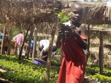 Coffee Seeding Multiplication Nursery in Erussi - Nebbi District - AFCE Uganda