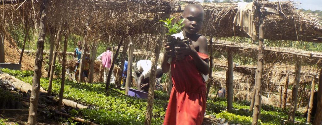 Coffee Seeding Multiplication Nursery in Erussi - Nebbi District - AFCE Uganda