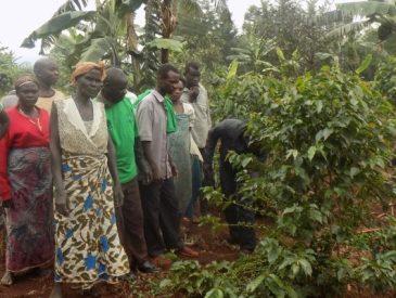 Establishment of Community Coffee Nursery Beds in Nebbi and Zombo Districts in West Nile - AFCE Uganda and Uganda Coffee Development Authority - Agency for Community Empowerment